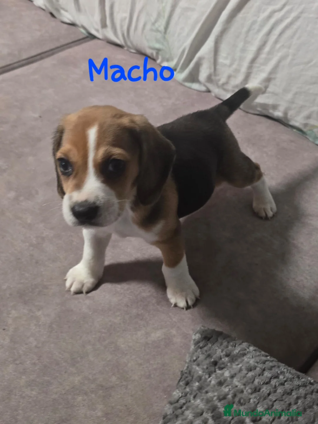 Beagle perros en venta: Beagle tricolores - Anuncio 2