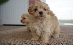 Maltipoo perros en venta: 🐾 Snow, Manolo, Jacinto y Paco Maltipoo 🐾 - Imagen 8