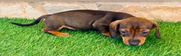 Teckel Miniatura perros en venta: Teckel Miniatura Hoja - Anuncio 6