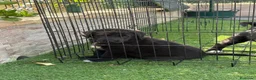 Pastor de Asia Central perros en venta: Cachorras de Alabai  - Anuncio 6