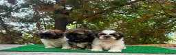 Shih Tzu perros en venta: Machitos de shih tzu - Anuncio 11
