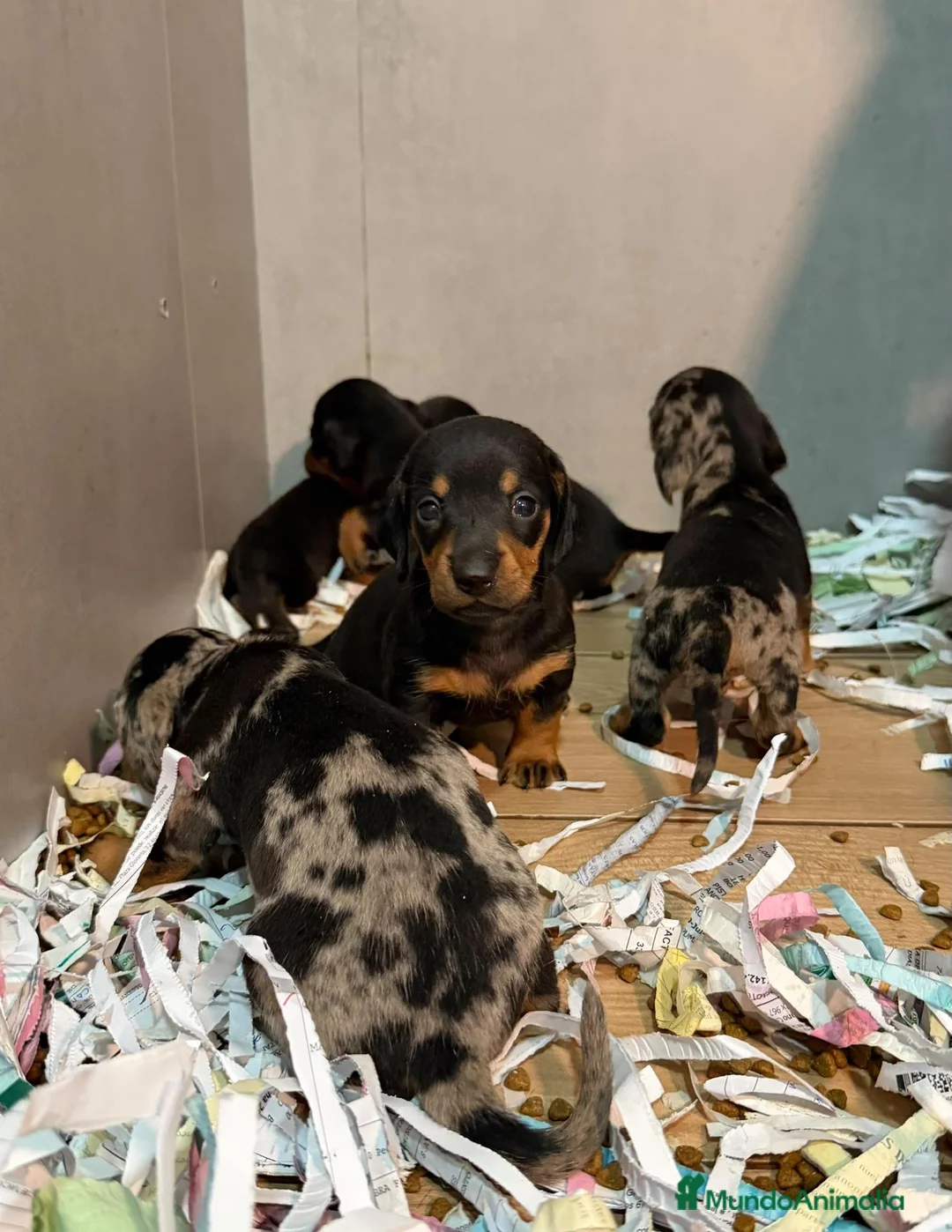 Teckel Miniatura perros en venta: TECKEL MINI CACHORROS - ✅ Rerserva ahora  - Anuncio 2