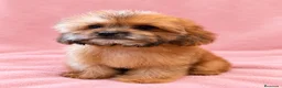Shihpoo perros en venta: Soy Miranda una ShihPoo Divina!!  - Anuncio 3