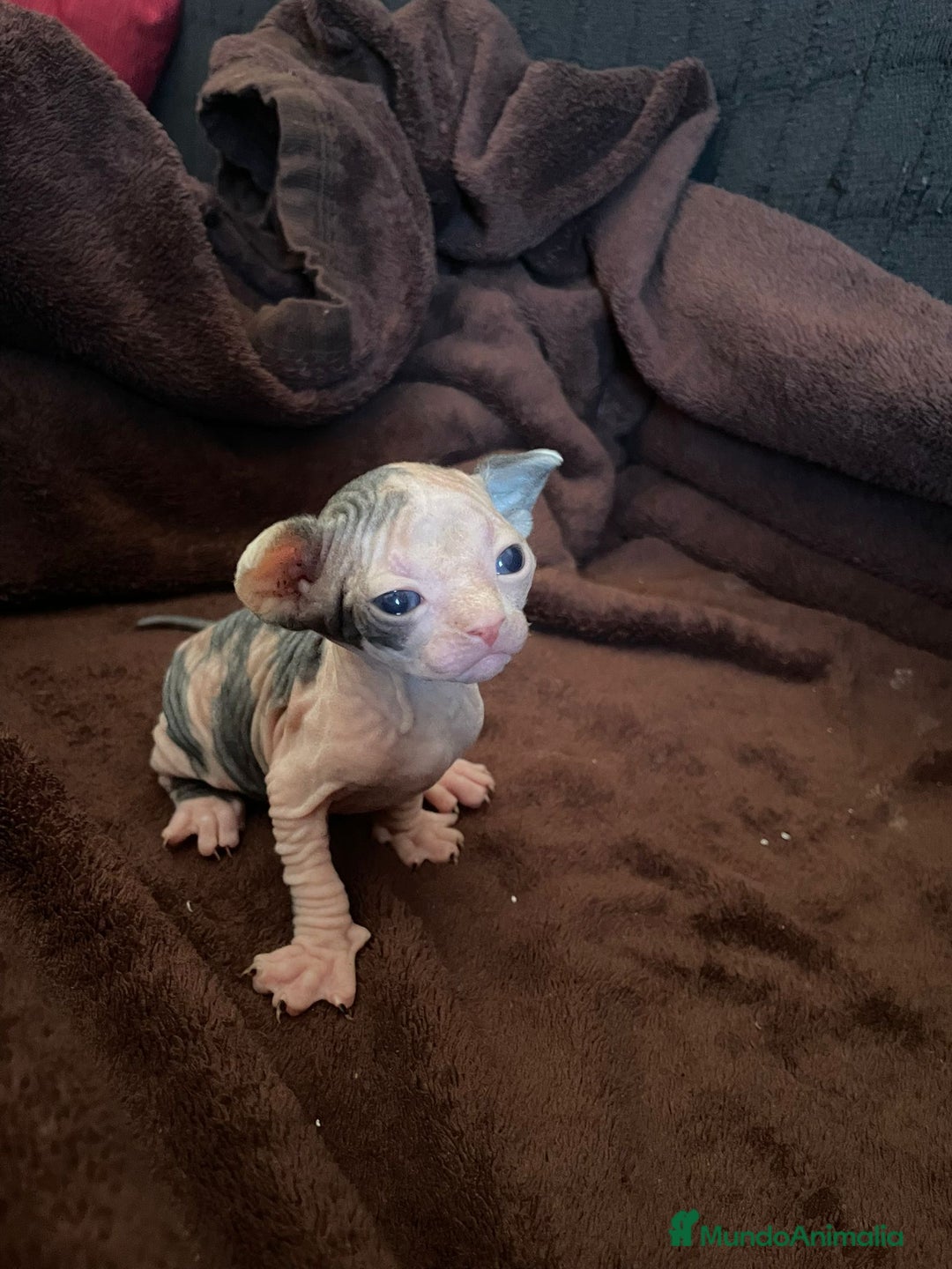 Sphynx gatos en venta: Gato egipcio  - Anuncio 1