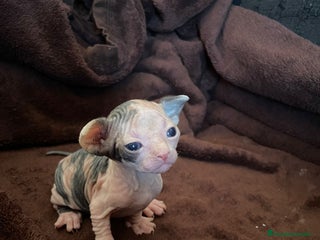 Sphynx gatos Gato egipcio - Anuncio 6