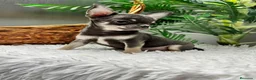 Chihuahua perros en venta: CHIHUAHUA BLUE - Anuncio 5