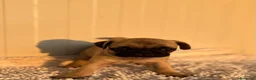 Carlino - Pug perros en venta: Carlino-Pug hembra - Anuncio 5