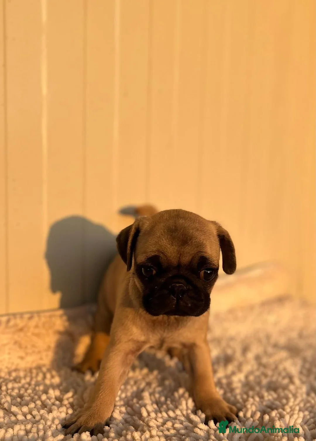 Carlino - Pug perros en venta: Carlino-Pug hembra - Anuncio 5