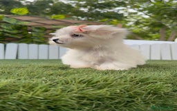 Bichón Maltés perros en venta: BICHON MALTES HEMBRA LISTA PARA ENTREGAR - Imagen 27