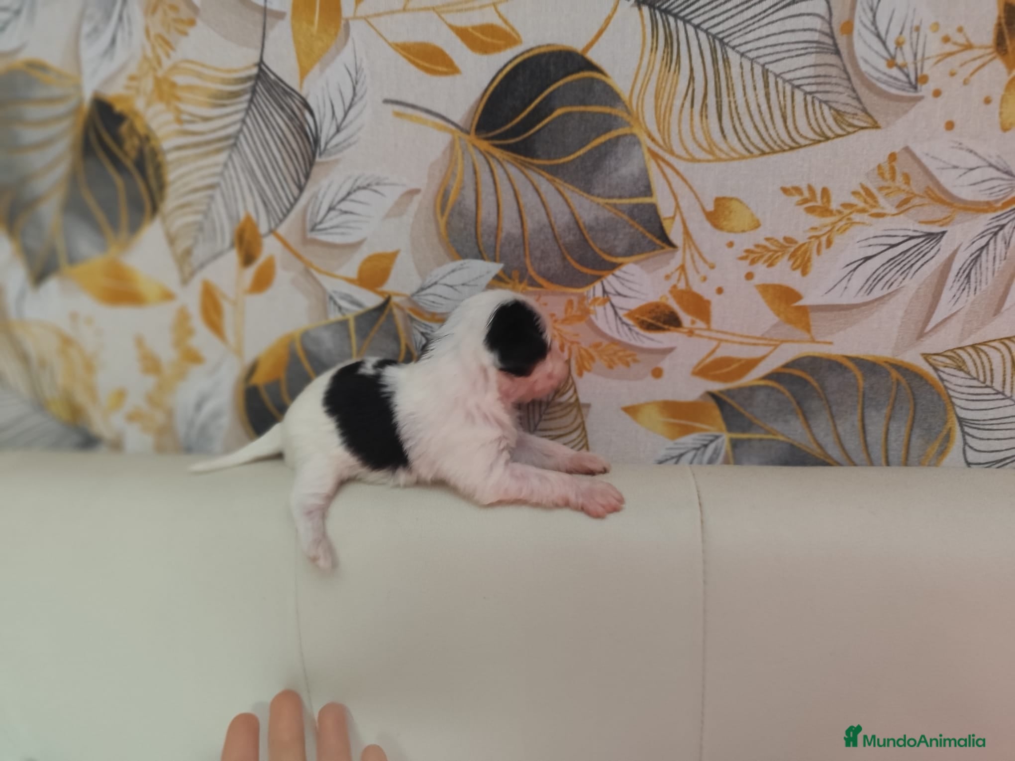 Biewer Yorkshire Terrier a la Pom Pon perros Yorkshire biewer toy - Anuncio 2