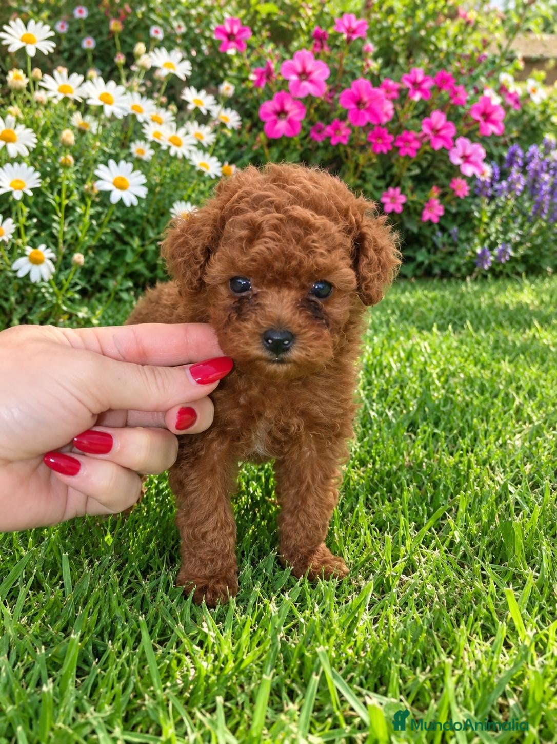 Caniche Toy perros Caniche toy rojo - Anuncio 1