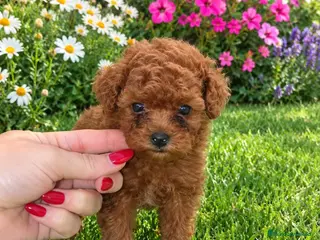 Caniche Toy perros Caniche toy rojo - Anuncio 1