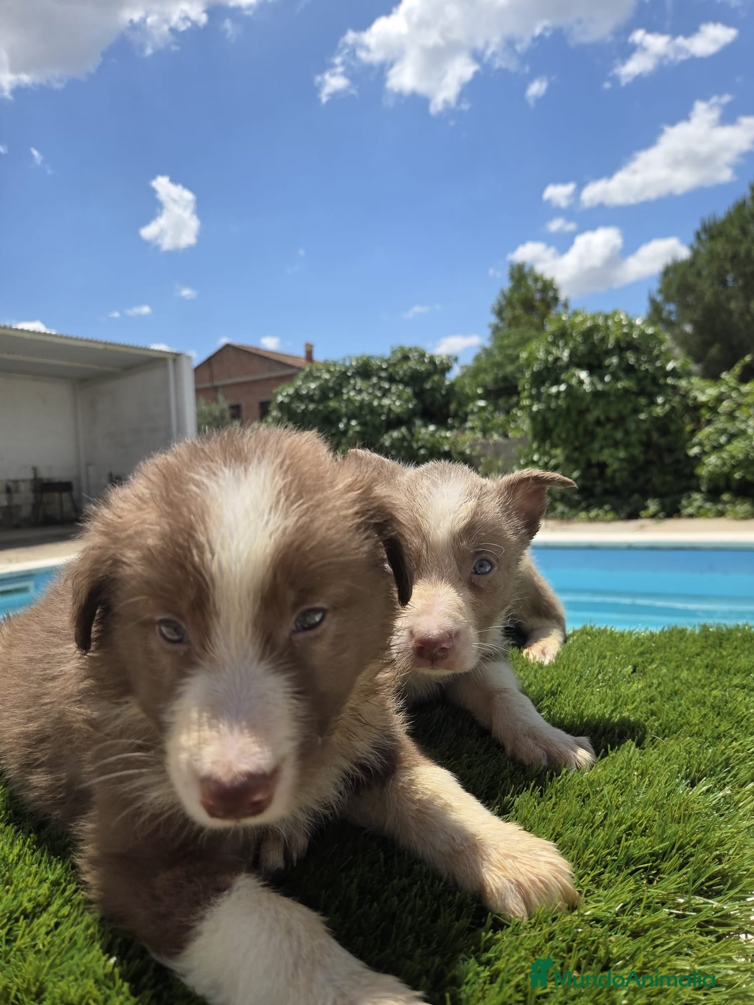Border Collie perros en venta: Disponibles Border collies Chocolates y lilac - Anuncio 3