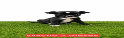 Chihuahua perros en venta: Chihuahua micro toy  - Anuncio 1
