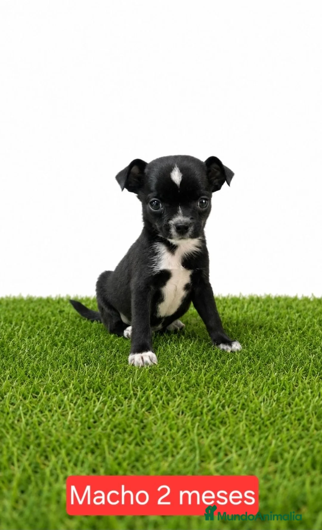 Chihuahua perros en venta: Chihuahua micro toy  - Anuncio 1
