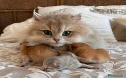 Británico de Pelo Corto gatos en venta: Gatito british chocolate golden pura raza - Imagen 4
