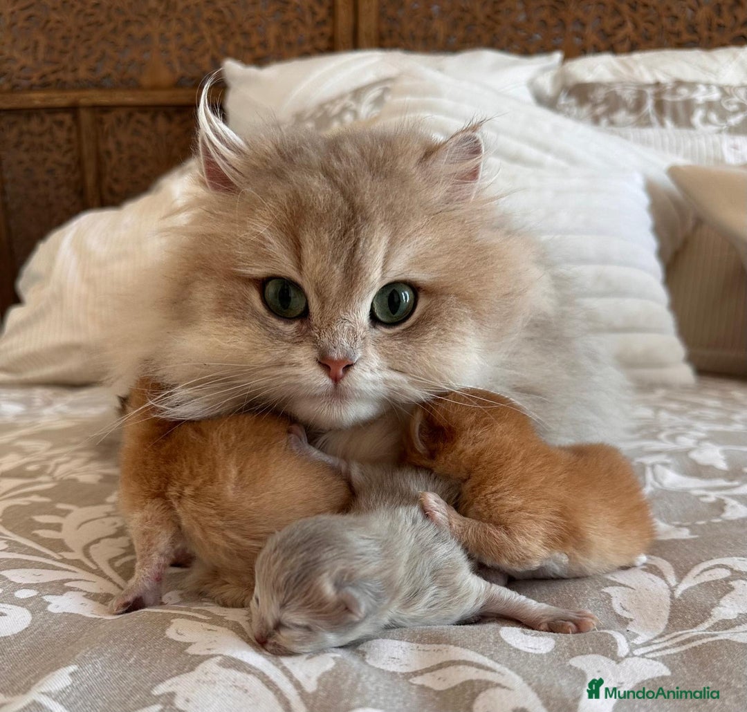Británico de Pelo Corto gatos en venta: Gatito british chocolate golden pura raza - Imagen 4