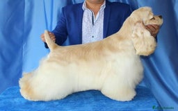 Cocker Spaniel Americano perros en venta: Cocker americano  - Imagen 7