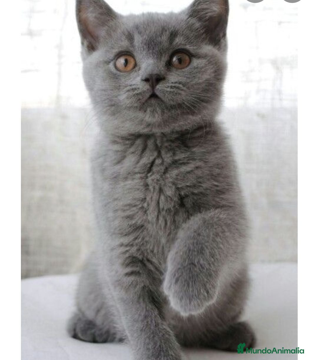 Británico de Pelo Corto gatos British shorthair - Anuncio 5