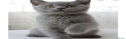 Británico de Pelo Corto gatos en venta: British shorthair - Anuncio 1
