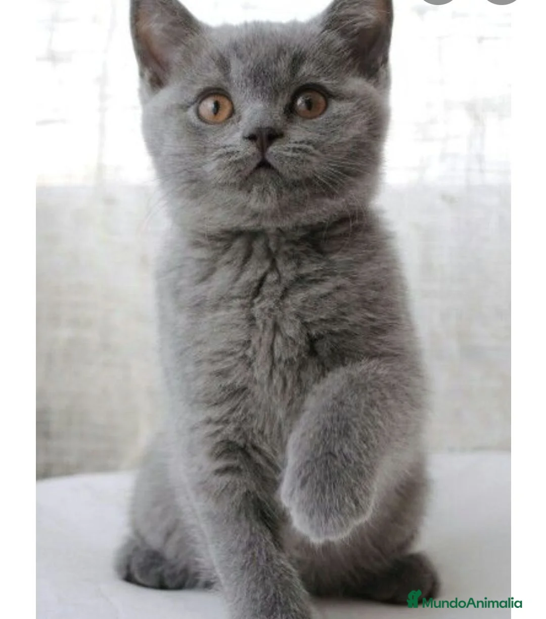 Británico de Pelo Corto gatos en venta: British shorthair - Anuncio 1