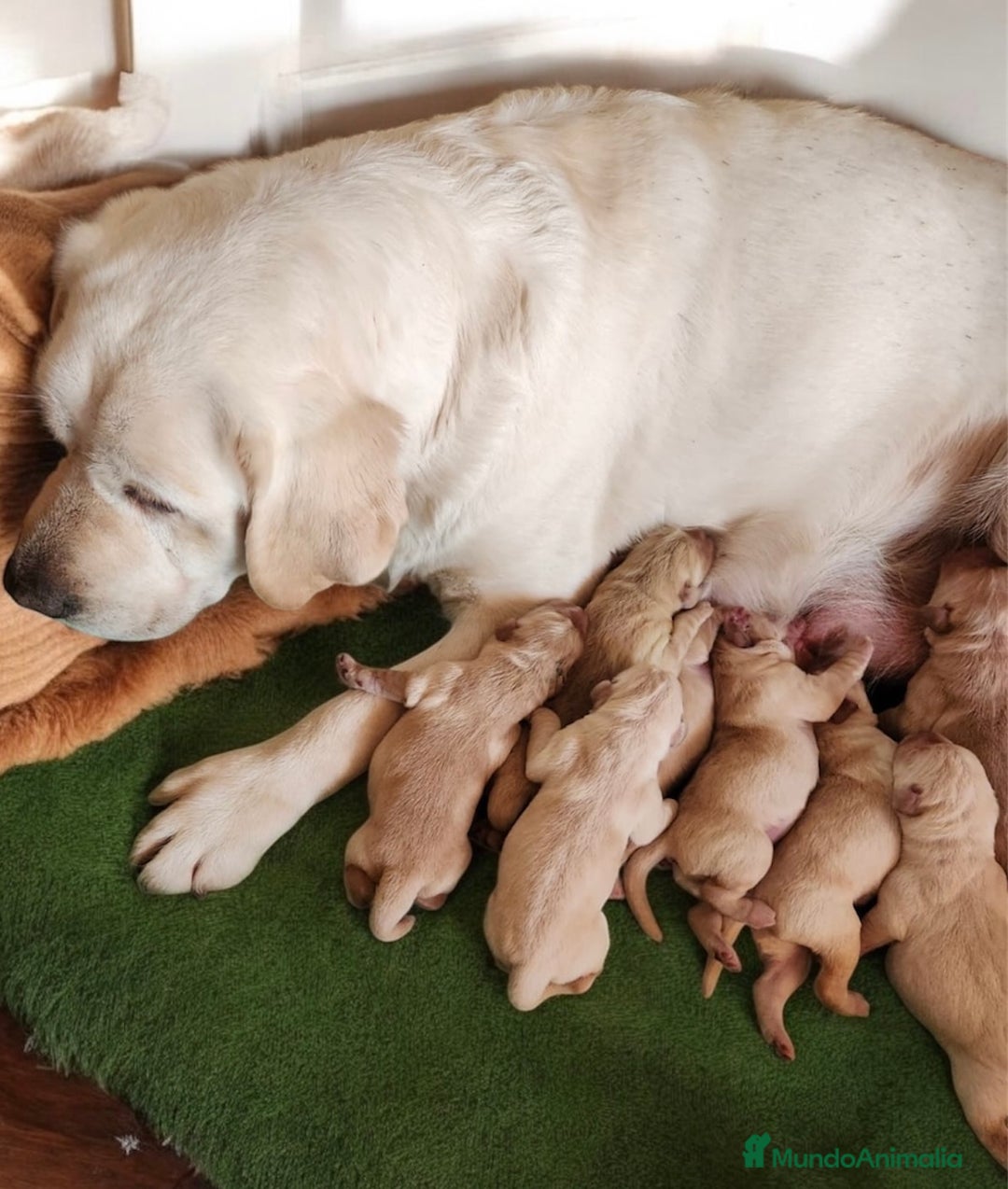 Labrador Retriever perros en venta: Labradores rubios  en Barcelona - Imagen 2