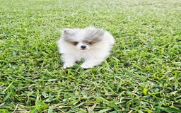 Pomerania perros en venta: POMERANIA HEMBRA BLUE MERLE - Imagen 3