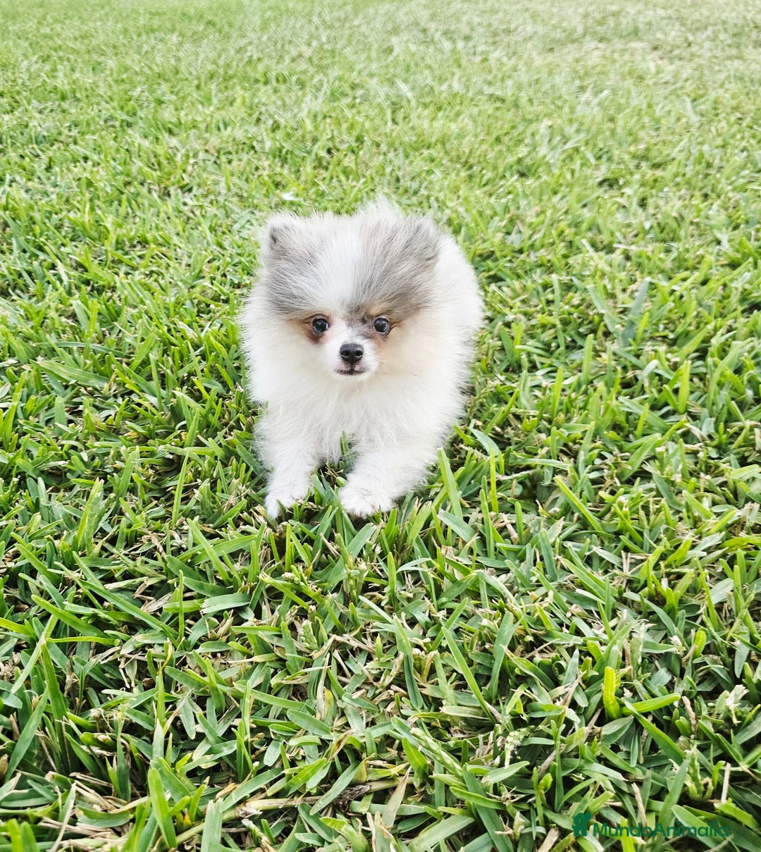 Pomerania perros en venta: POMERANIA HEMBRA BLUE MERLE - Imagen 3