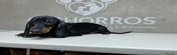 Teckel perros en venta: Teckel - Anuncio 1