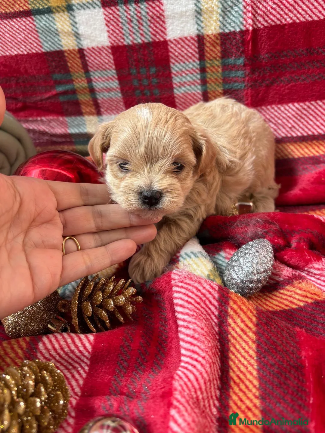 Maltipoo perros en venta: Maltipoo Toy, entrega en Diciembre - Anuncio 6