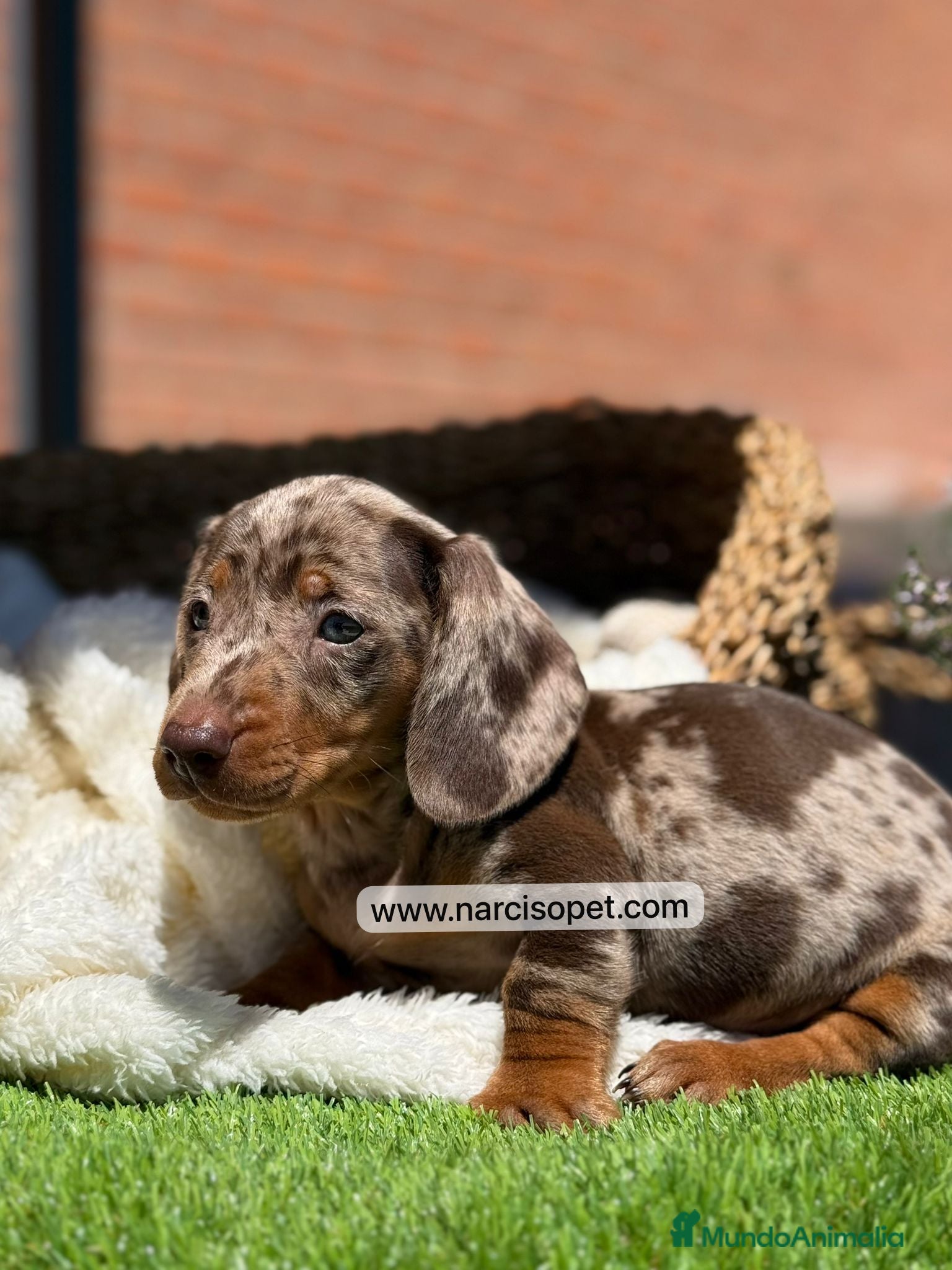 Teckel Miniatura perros TECKEL MACHO - Anuncio 4