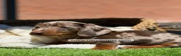 Teckel Miniatura perros en venta: TECKEL MACHO - Anuncio 1