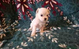 Bichón Maltés perros en venta: Bichon maltés  - Imagen 3