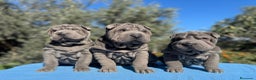Shar Pei perros en venta: SHAR PEI PRECIOSOS en Málaga - Anuncio 3