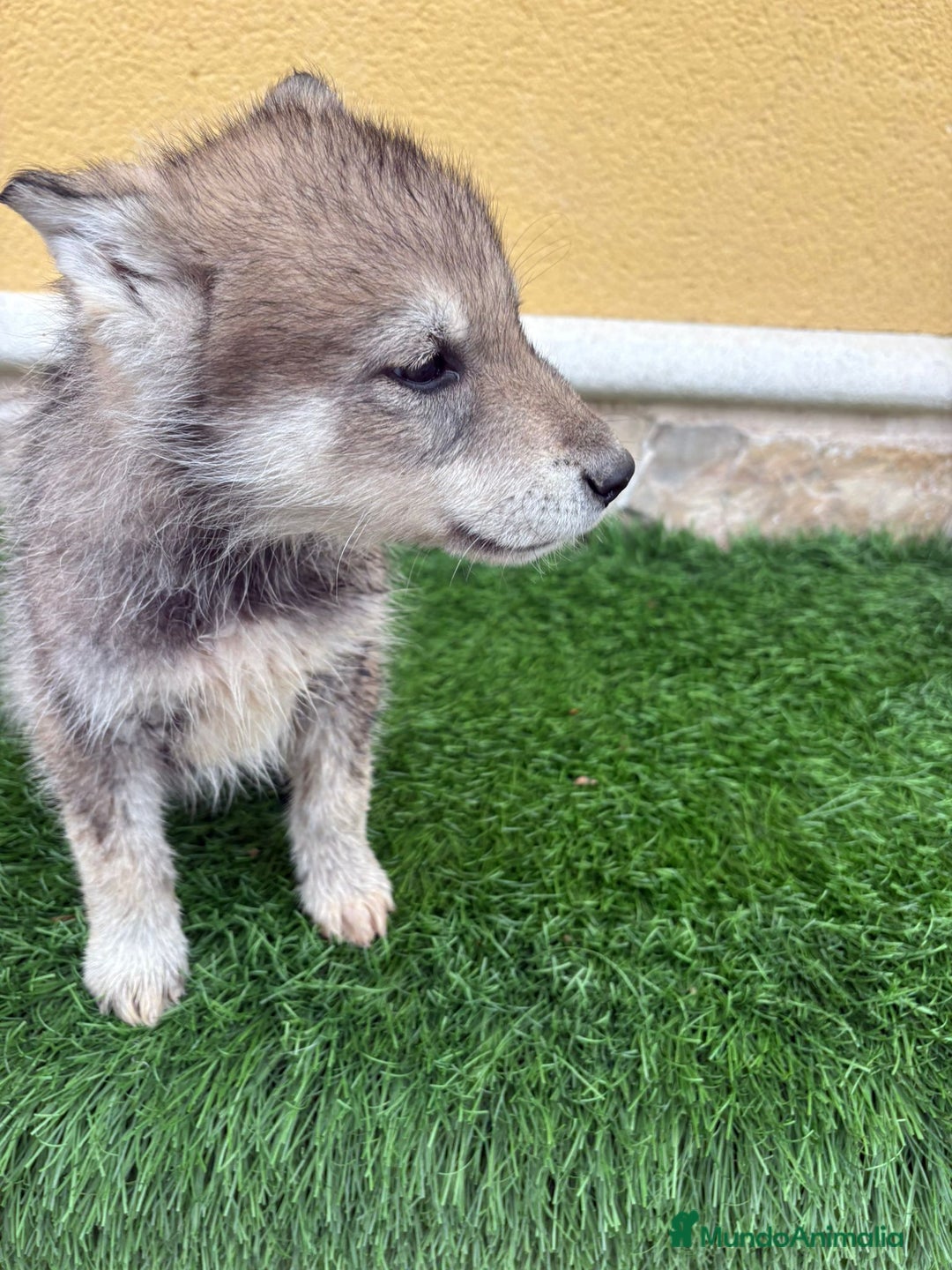 Perro Lobo de Saarloos perros en venta: Camada de Perro lobo Iberico impresionantes  - Anuncio 14