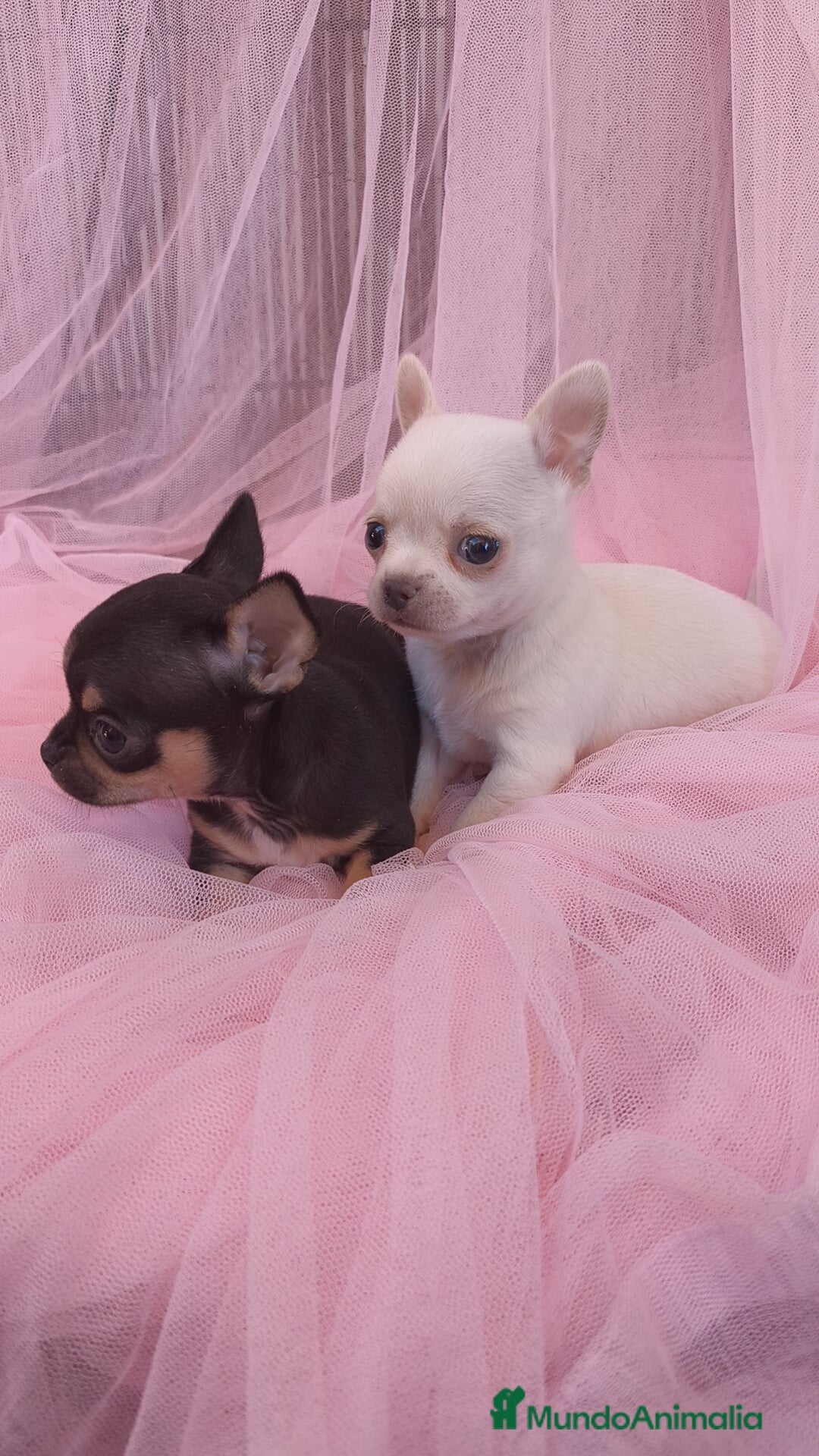 Chihuahua perros Chihuahua Toy macho y hembra  - Anuncio 29