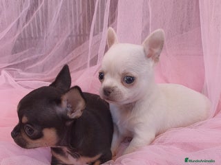 Chihuahua perros Chihuahua Toy macho y hembra - Anuncio 1