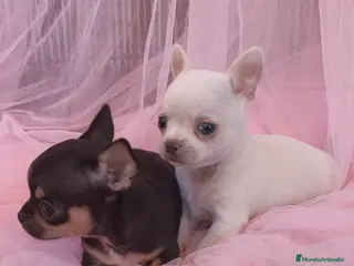 Chihuahua perros Chihuahua Toy macho y hembra - Anuncio 23