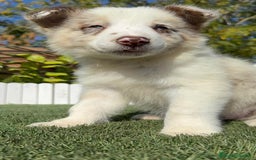 Border Collie perros en venta: BORDER COLLIE - Anuncio 4