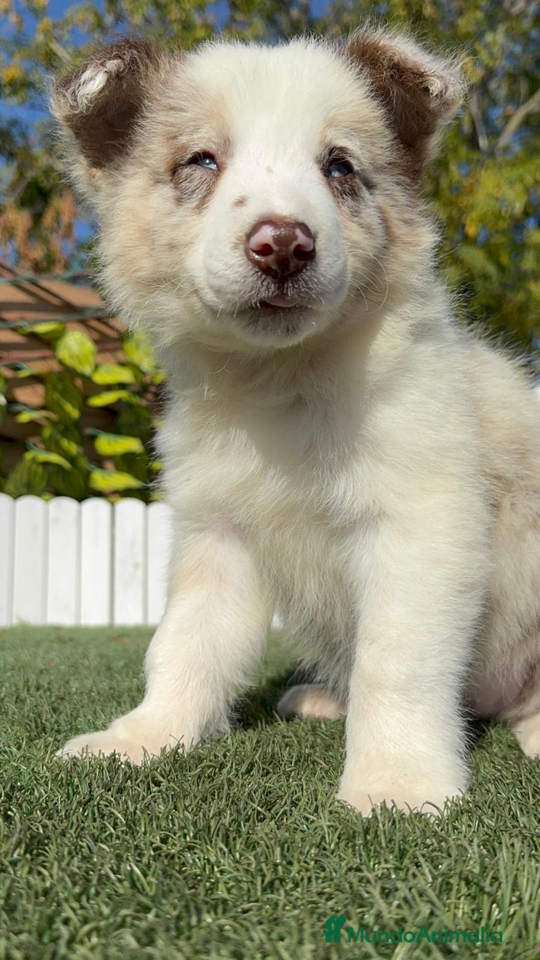 Border Collie perros en venta: BORDER COLLIE - Anuncio 4