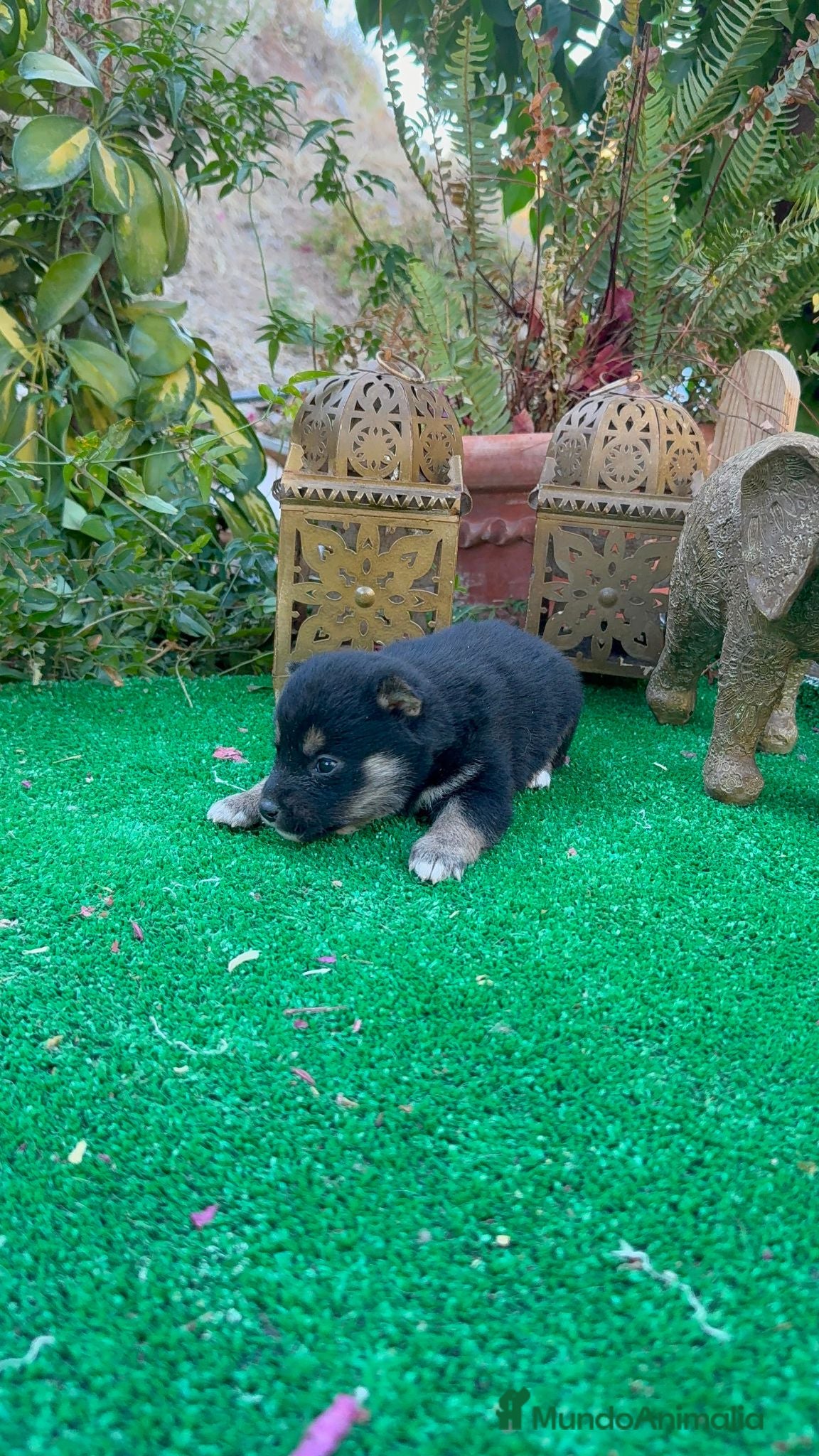 Shiba Inu perros Shiba inu negros y rojos preciosos  - Anuncio 2