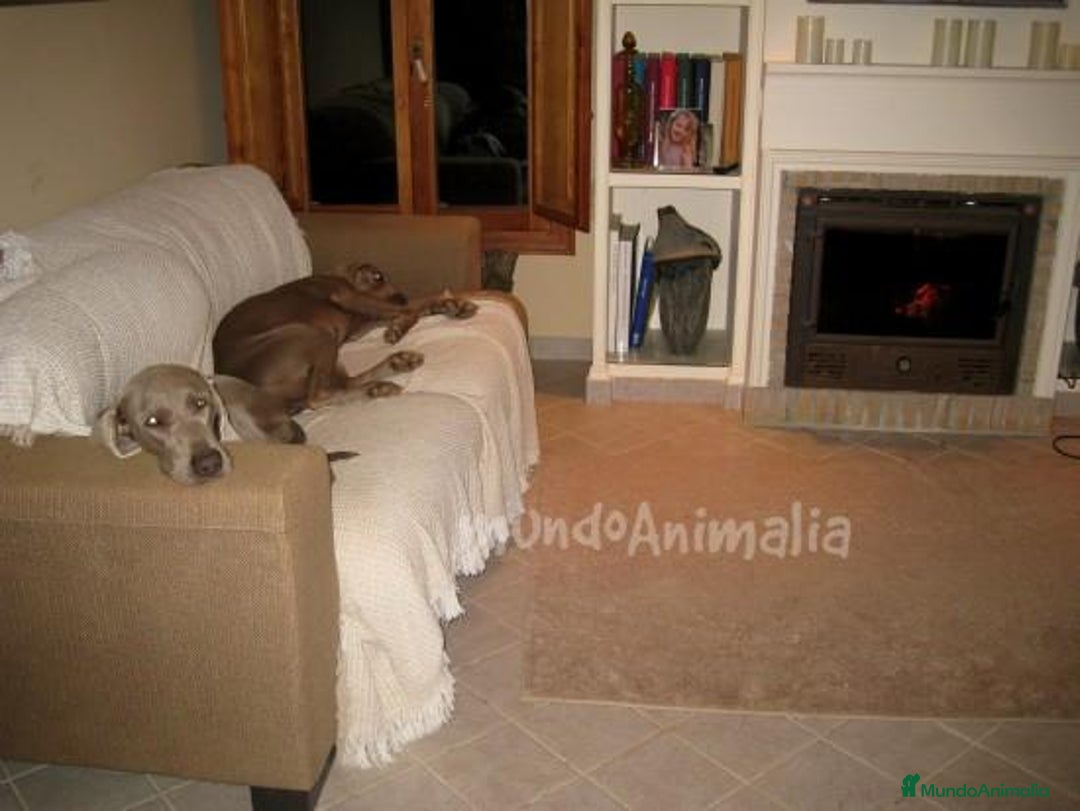 Imagen de galería {{count}}