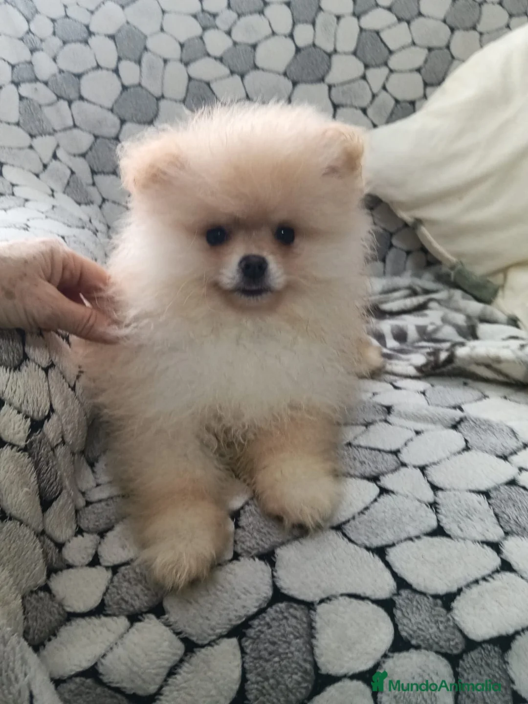 Pomerania perros en venta: Lulu Pomerania cara de oso  - Anuncio 3