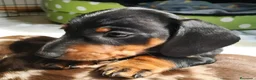 Teckel Miniatura perros en venta: teckel España  - Anuncio 3
