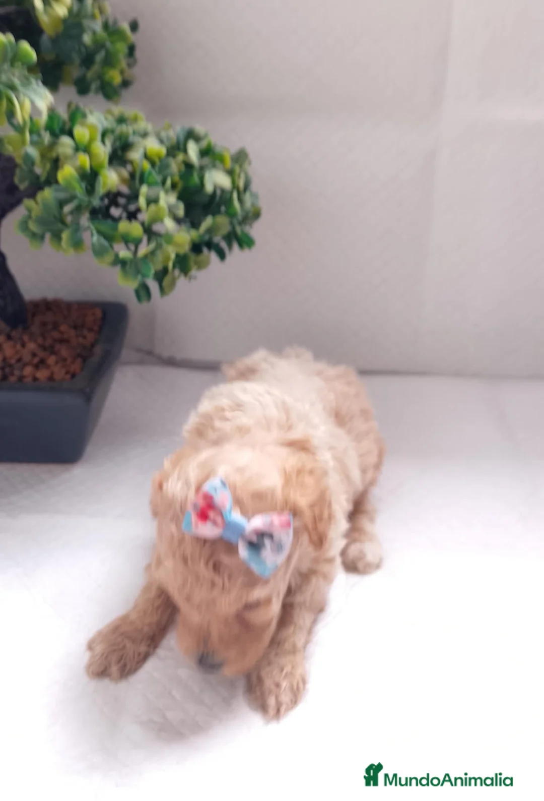 Maltipoo perros en venta: Maltipoo macho  - Anuncio 20