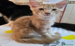 Maine Coon gatos en venta: A. MAINE COON  en León - Imagen 8