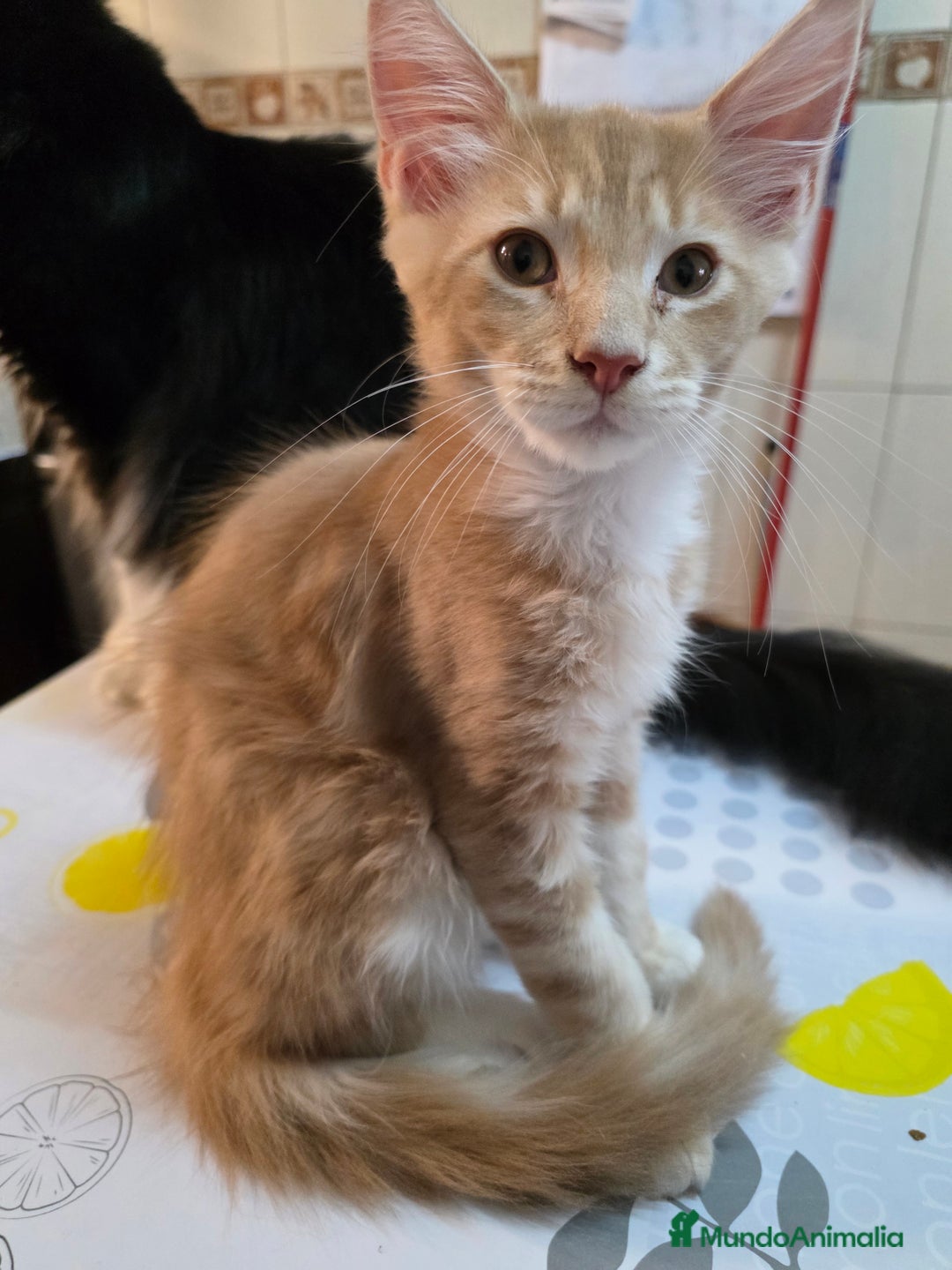 Maine Coon gatos en venta: A. MAINE COON  en León - Imagen 8