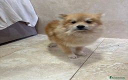 Pomerania perros en venta: OPORTUNIDAD Spitz pomerania  - Anuncio 7