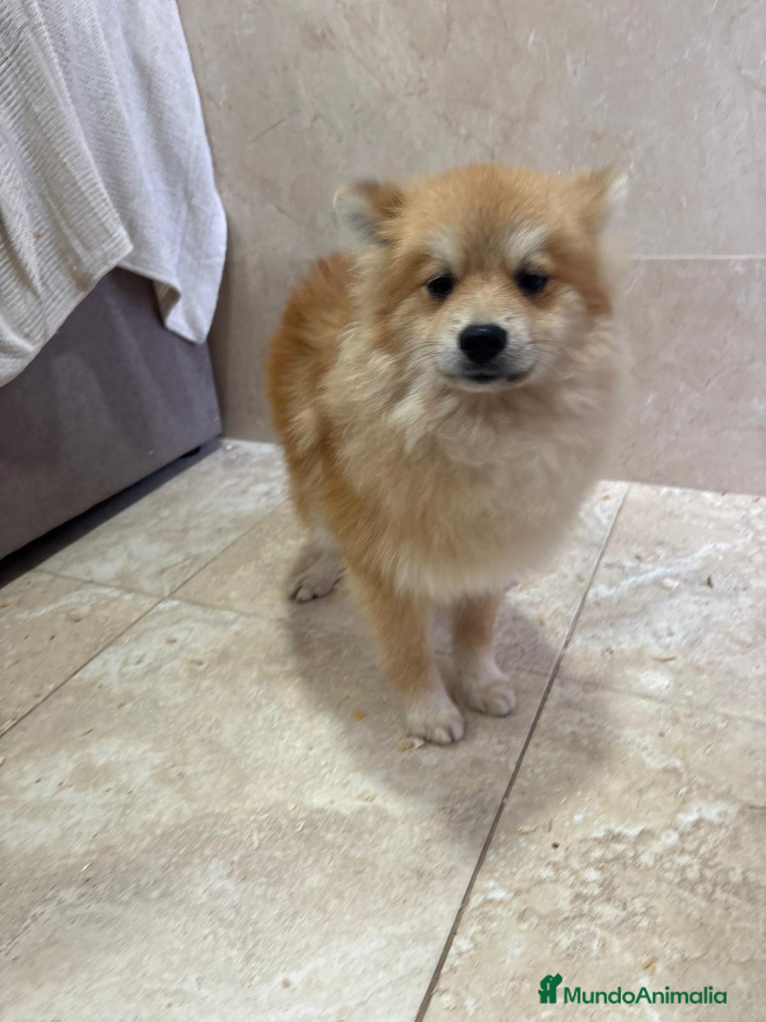 Pomerania perros en venta: OPORTUNIDAD Spitz pomerania  - Anuncio 7