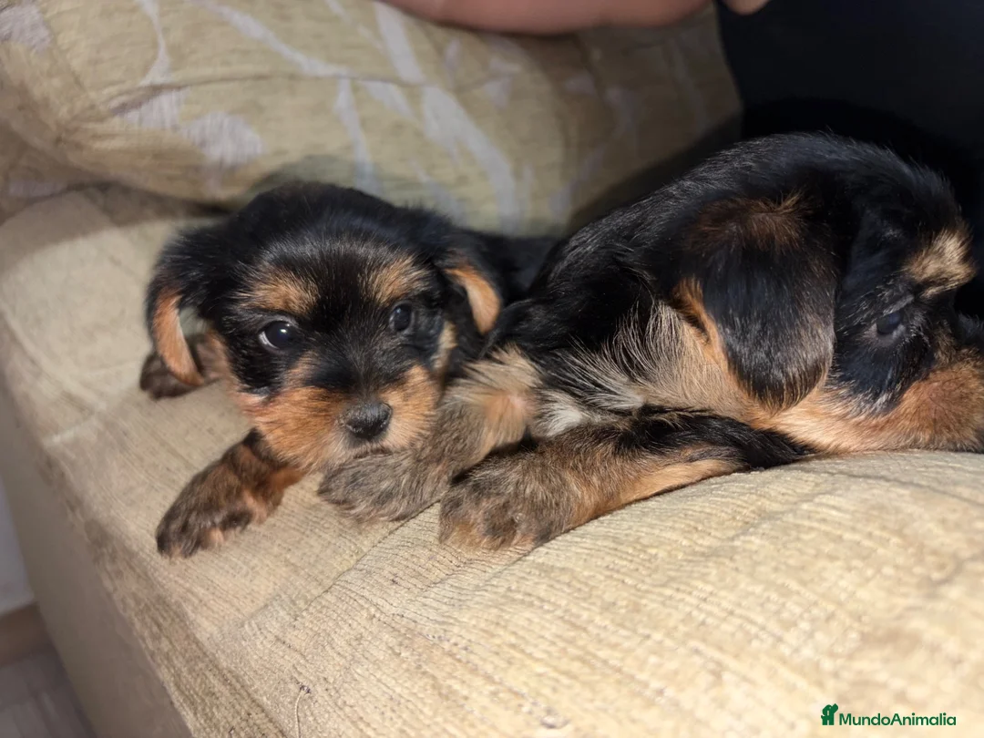 Yorkshire Terrier perros en venta: yorkshire terrier - Anuncio 5